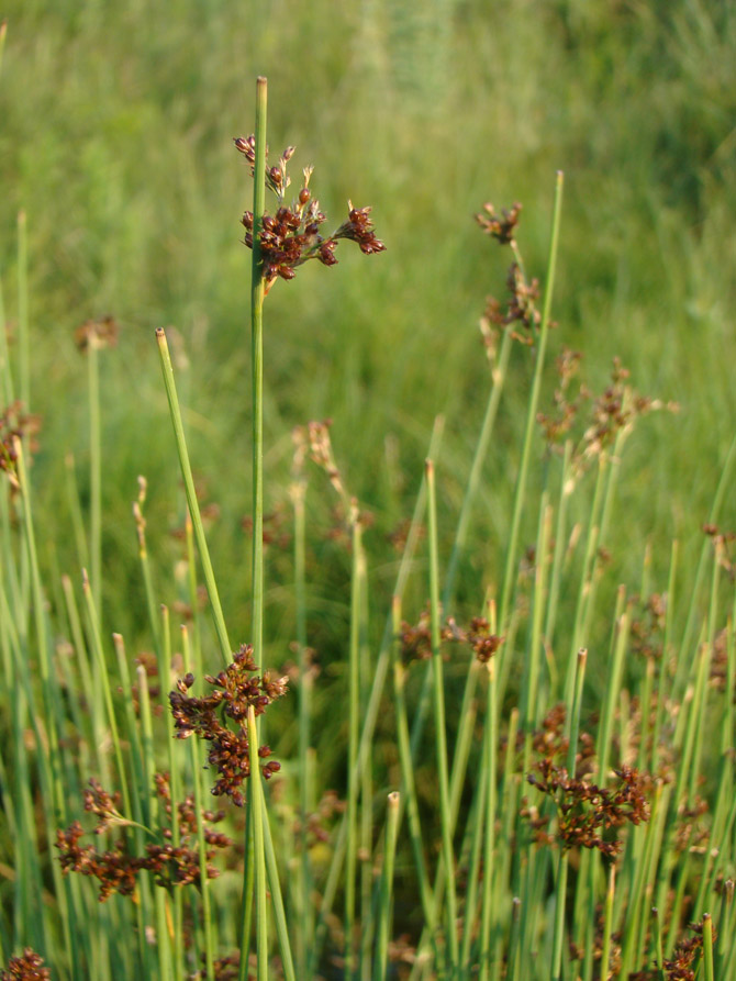 Image of Juncus inflexus specimen.