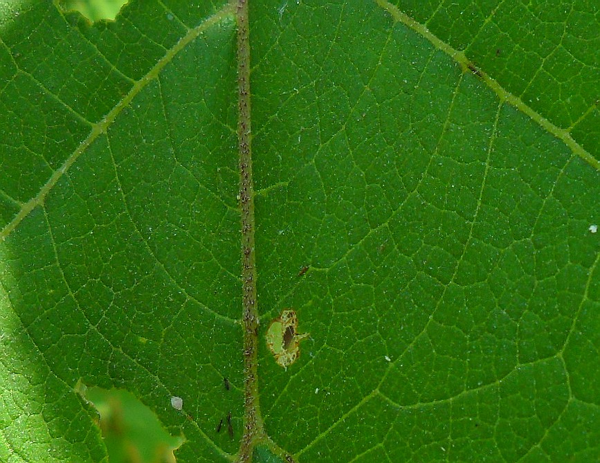 Image of Arctium tomentosum specimen.