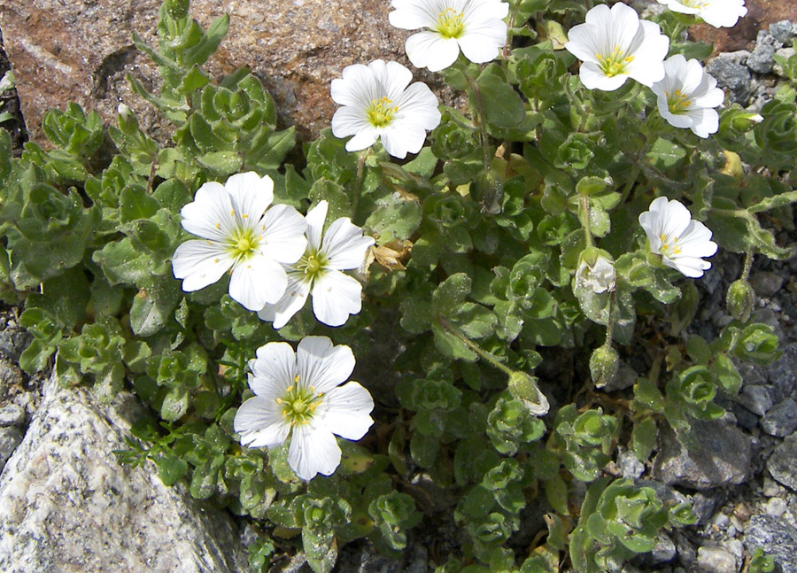 Image of Cerastium undulatifolium specimen.