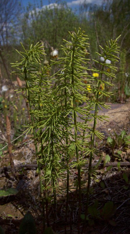 Image of Equisetum pratense specimen.