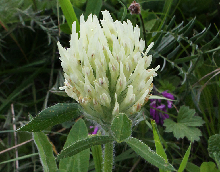 Image of Trifolium trichocephalum specimen.