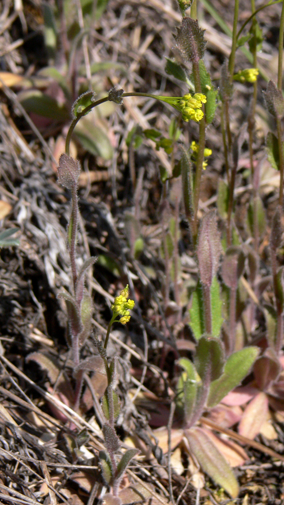 Image of Draba nemorosa specimen.