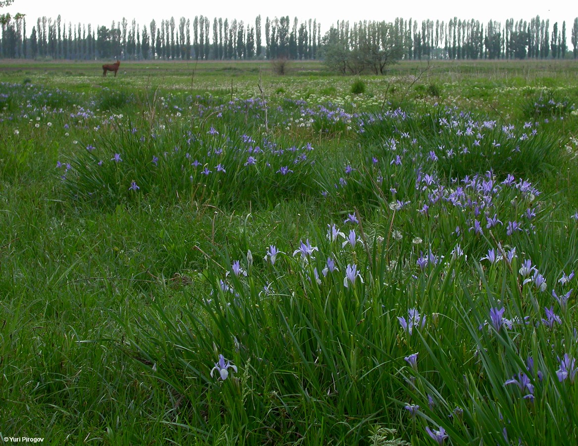 Изображение особи Iris pallasii.