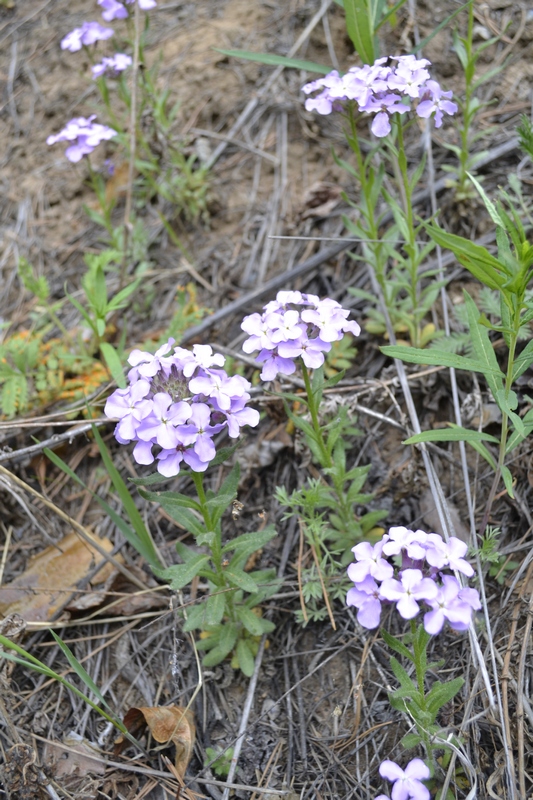 Image of Clausia aprica specimen.