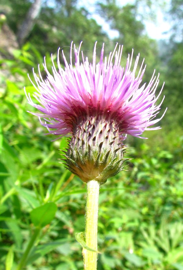 Изображение особи Cirsium serratuloides.