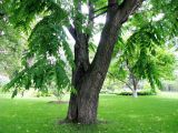 Juglans mandshurica. Нижняя часть старого дерева. Москва, территория Кремля, Тайницкий сад. 15.06.2012.