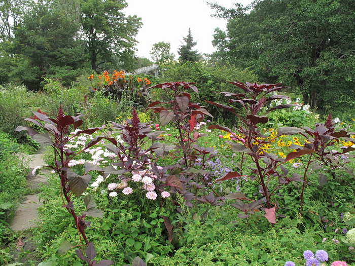 Image of Amaranthus hypochondriacus specimen.