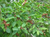 Exochorda korolkowii