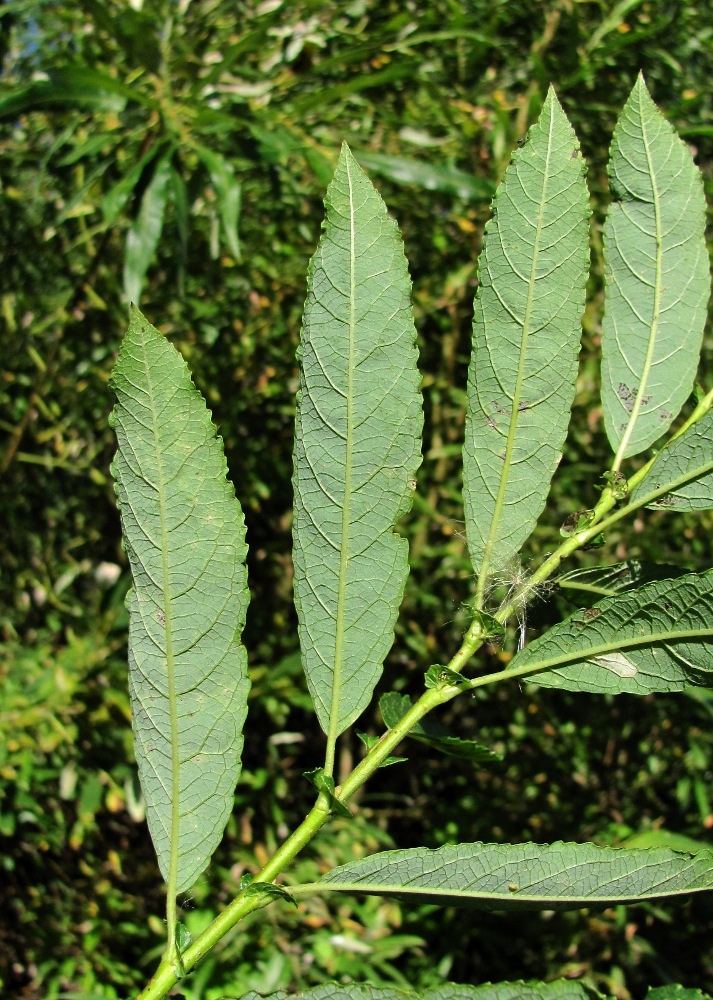 Image of Salix &times; tetrapla specimen.