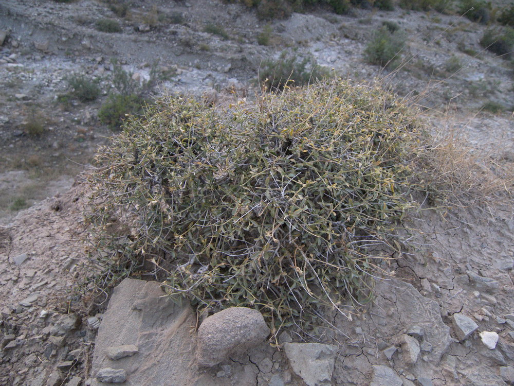 Image of Satureja macrantha specimen.