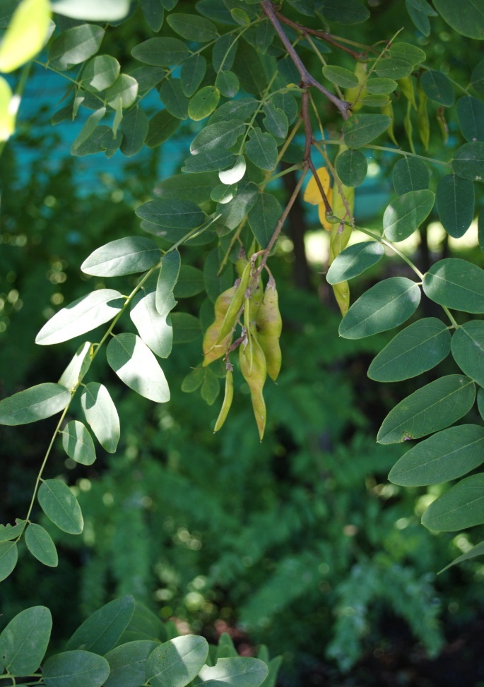 Image of genus Robinia specimen.