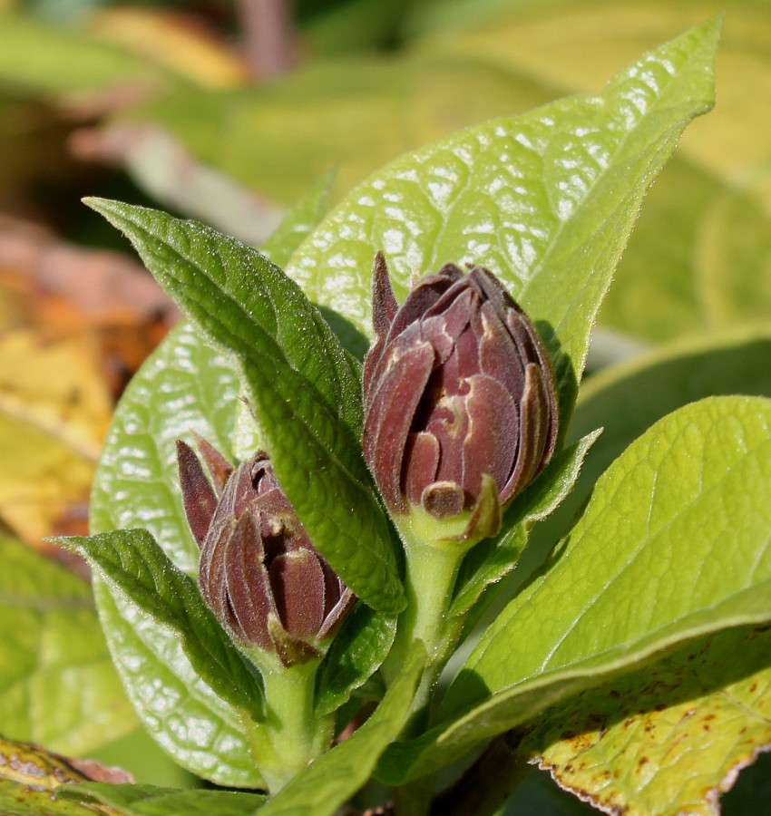 Изображение особи род Calycanthus.