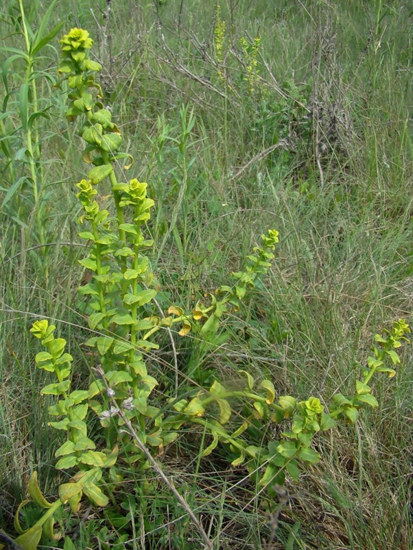 Image of Euphorbia iberica specimen.