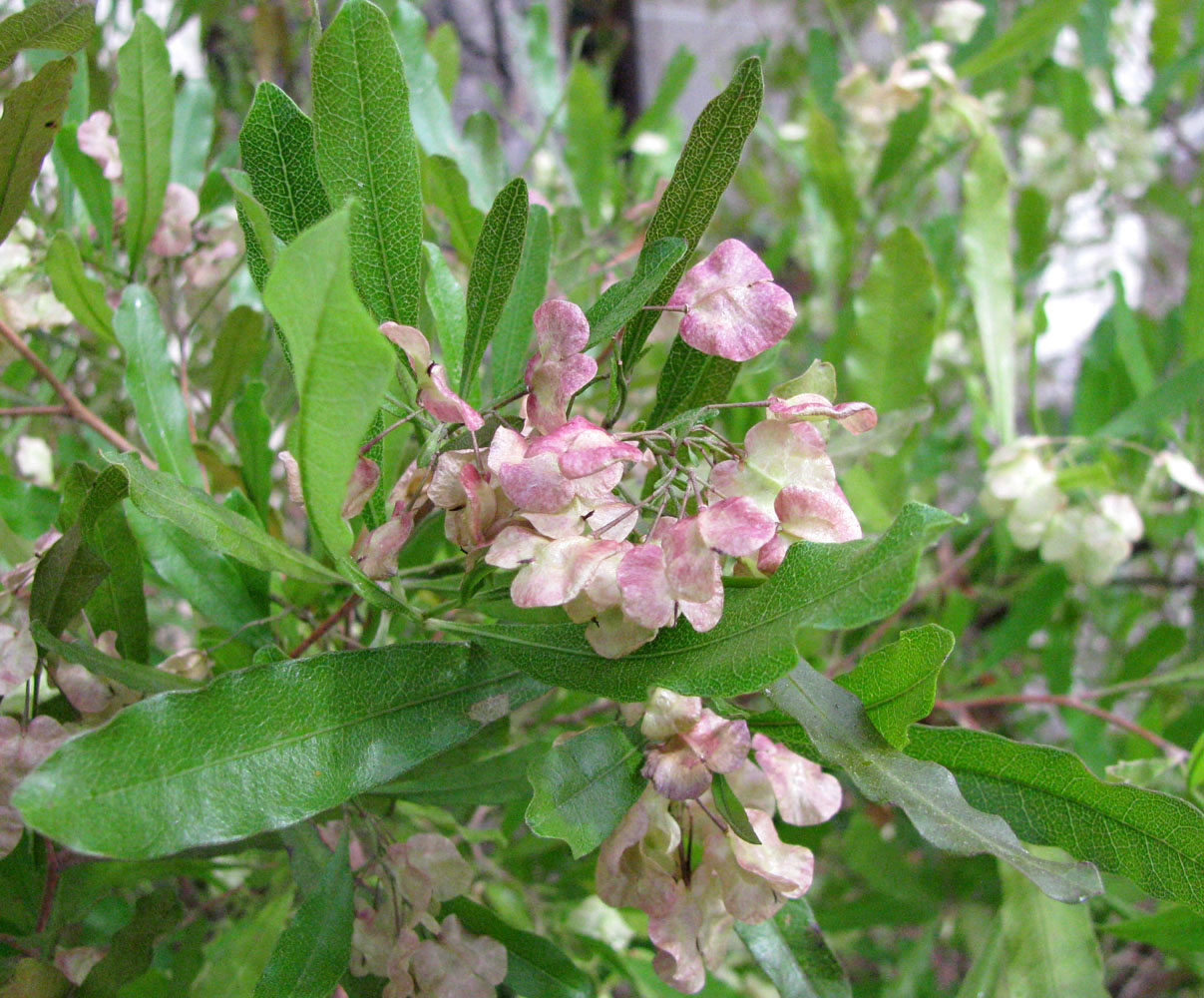 Изображение особи Dodonaea viscosa.