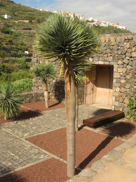 Image of Dracaena draco specimen.