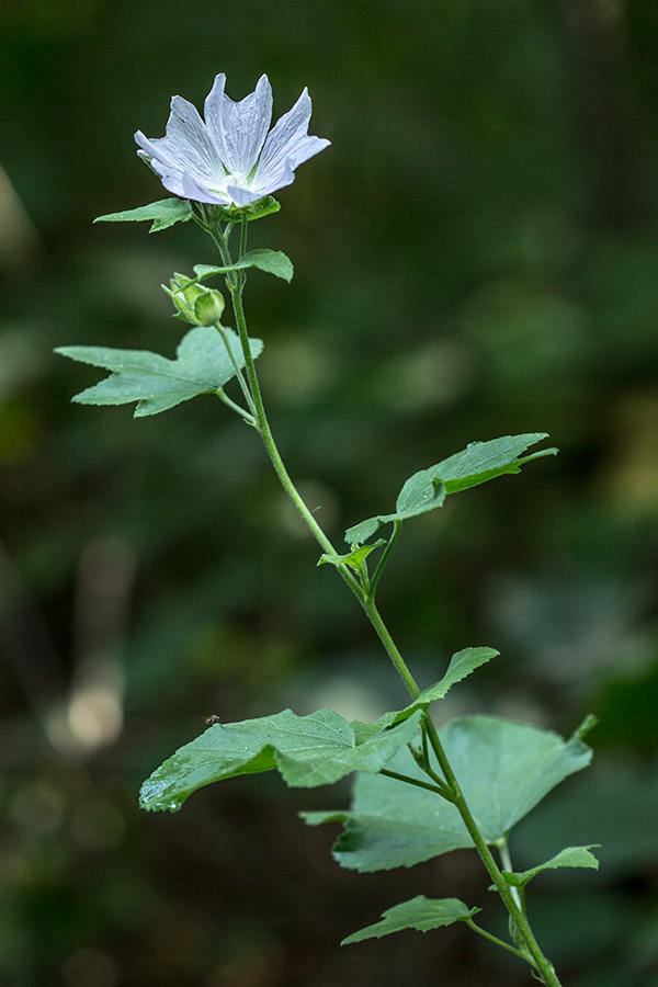 Image of Malva thuringiaca specimen.