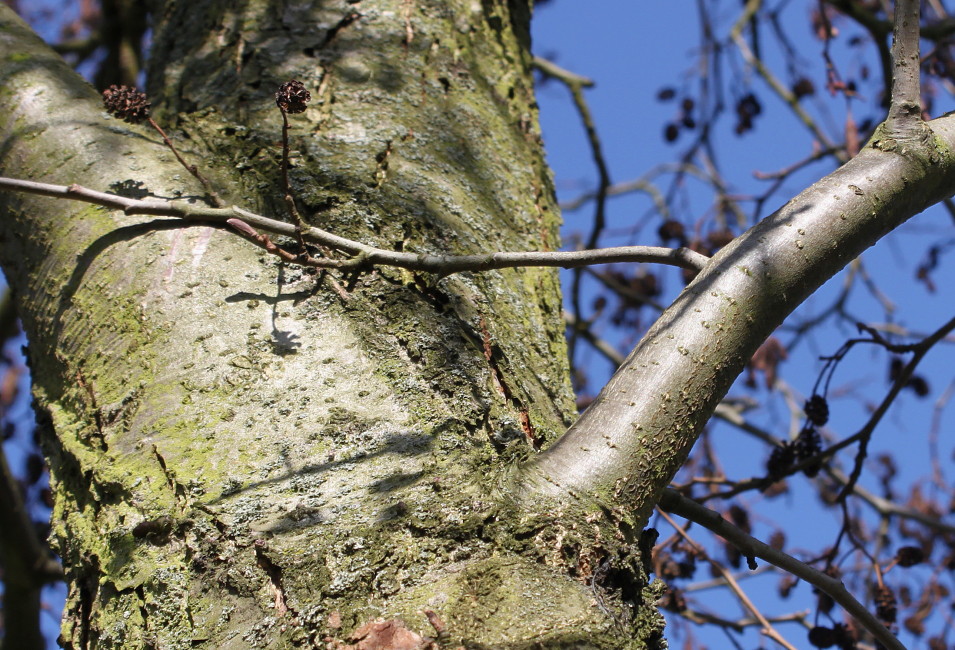 Image of Alnus glutinosa specimen.