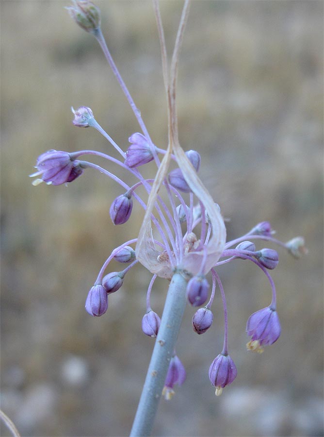 Изображение особи Allium daninianum.