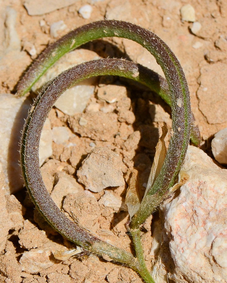 Изображение особи Astragalus callichrous.