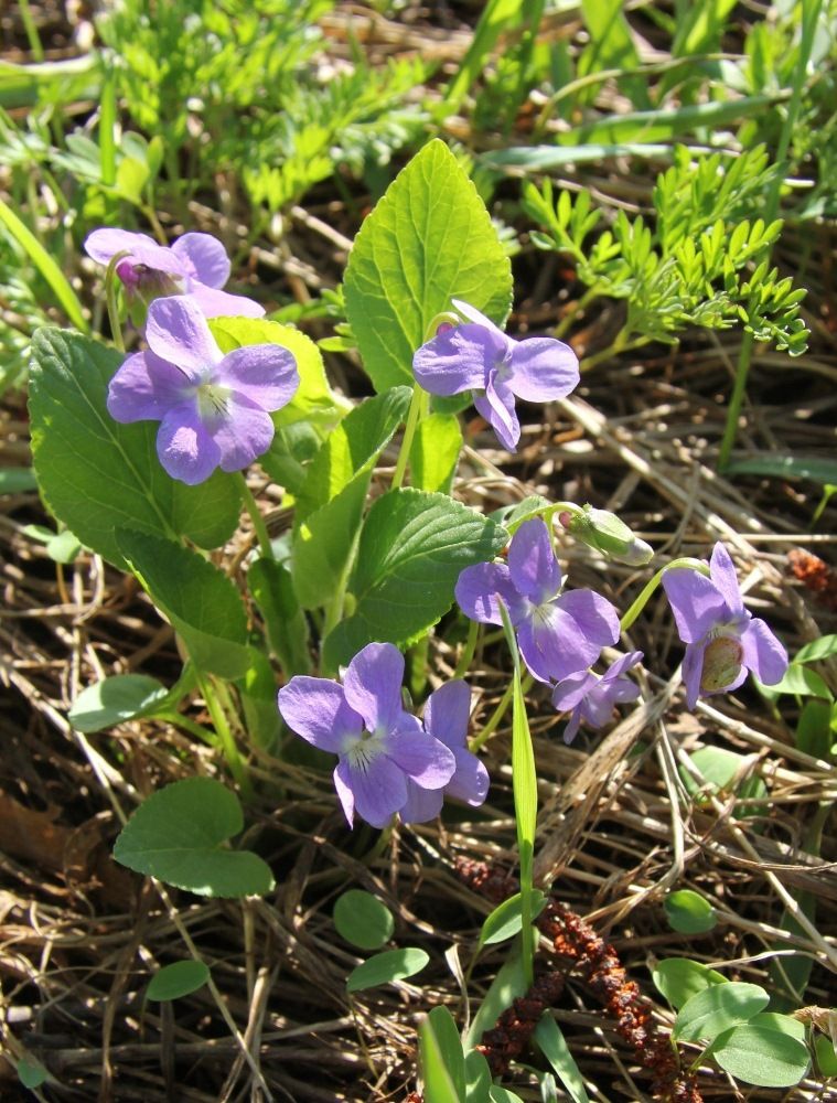 Изображение особи Viola collina.