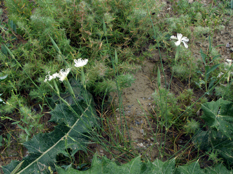 Изображение особи Dianthus tetralepis.