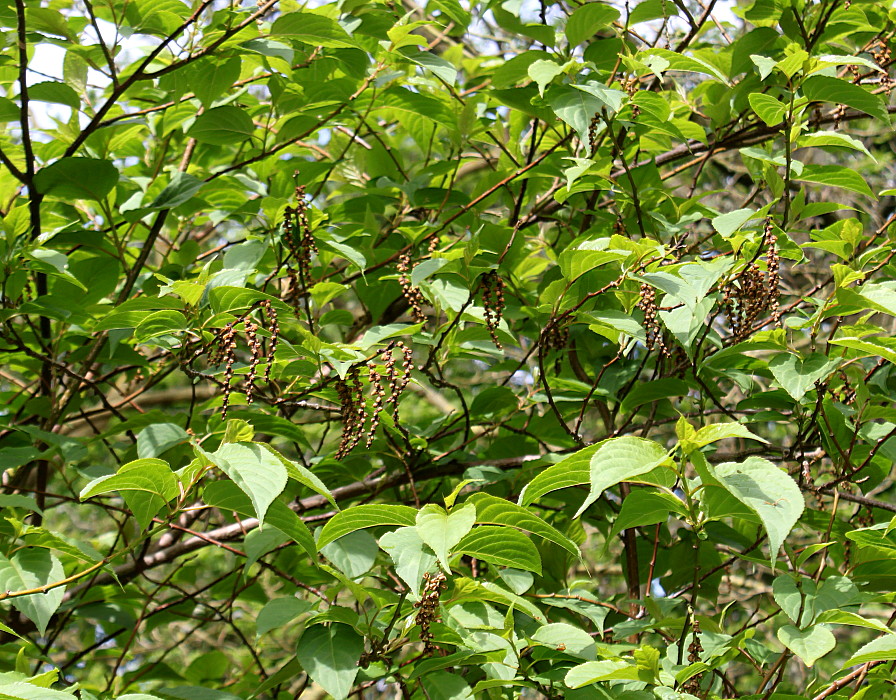 Image of Stachyurus praecox specimen.