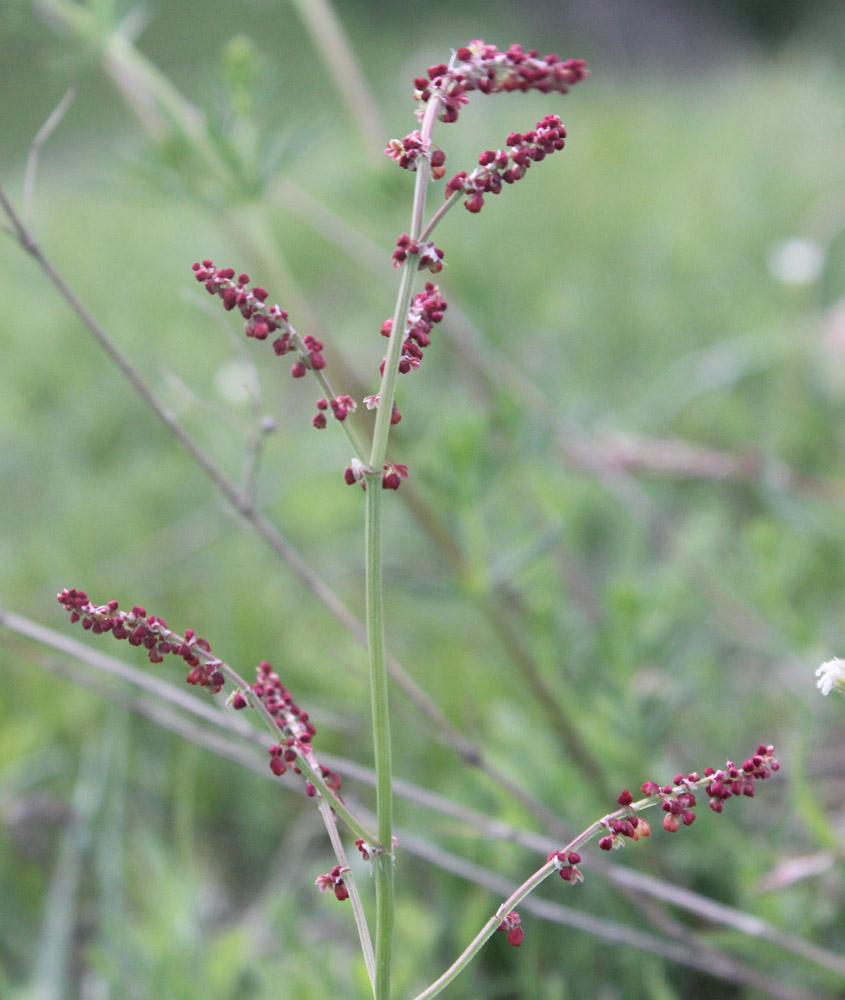 Image of Rumex acetoselloides specimen.