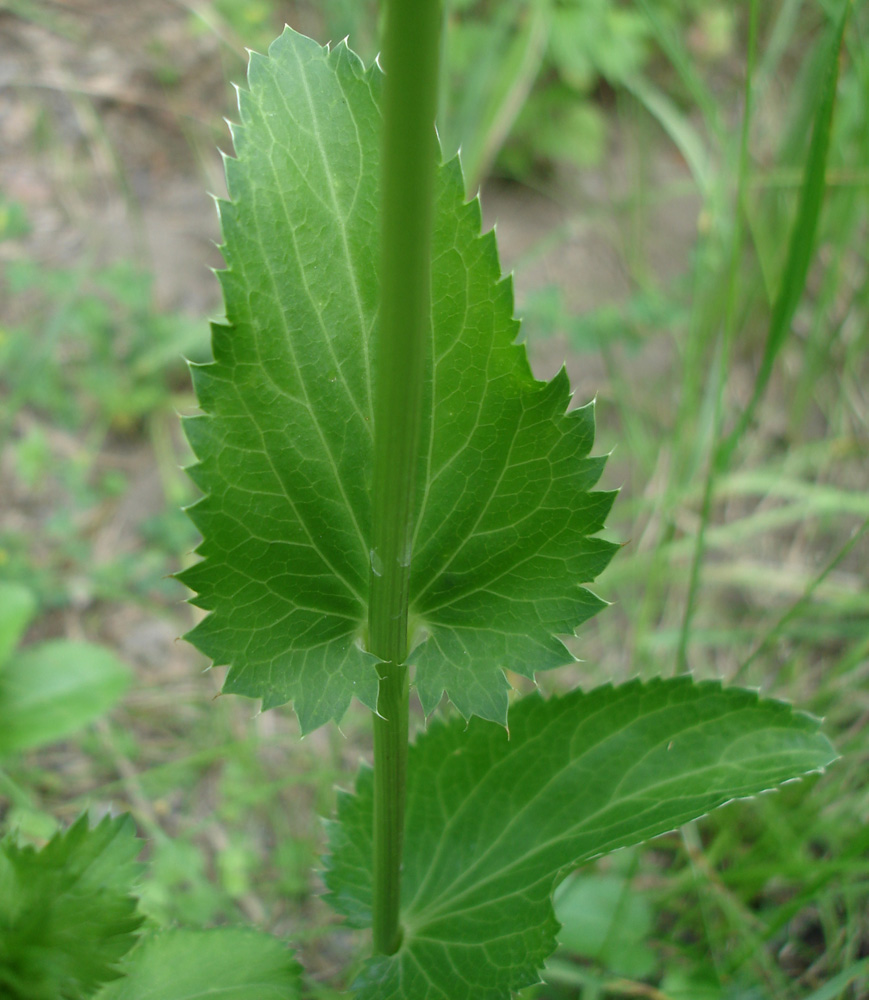 Изображение особи Eryngium planum.