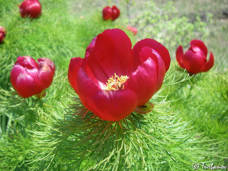 Image of Paeonia tenuifolia specimen.