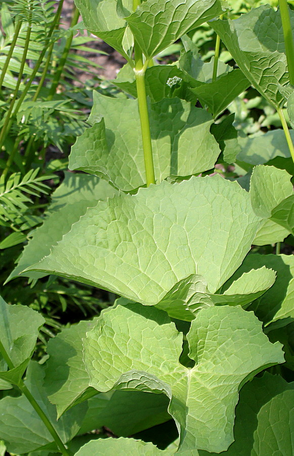 Image of Valeriana alliariifolia specimen.