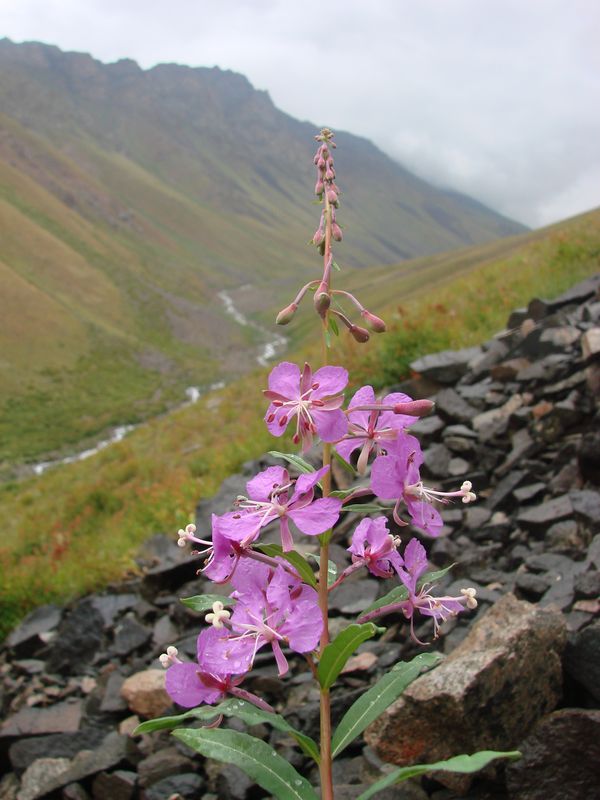 Изображение особи Chamaenerion angustifolium.