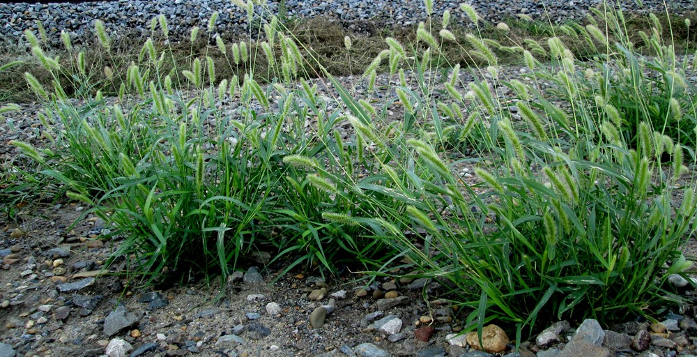 Image of Setaria viridis specimen.