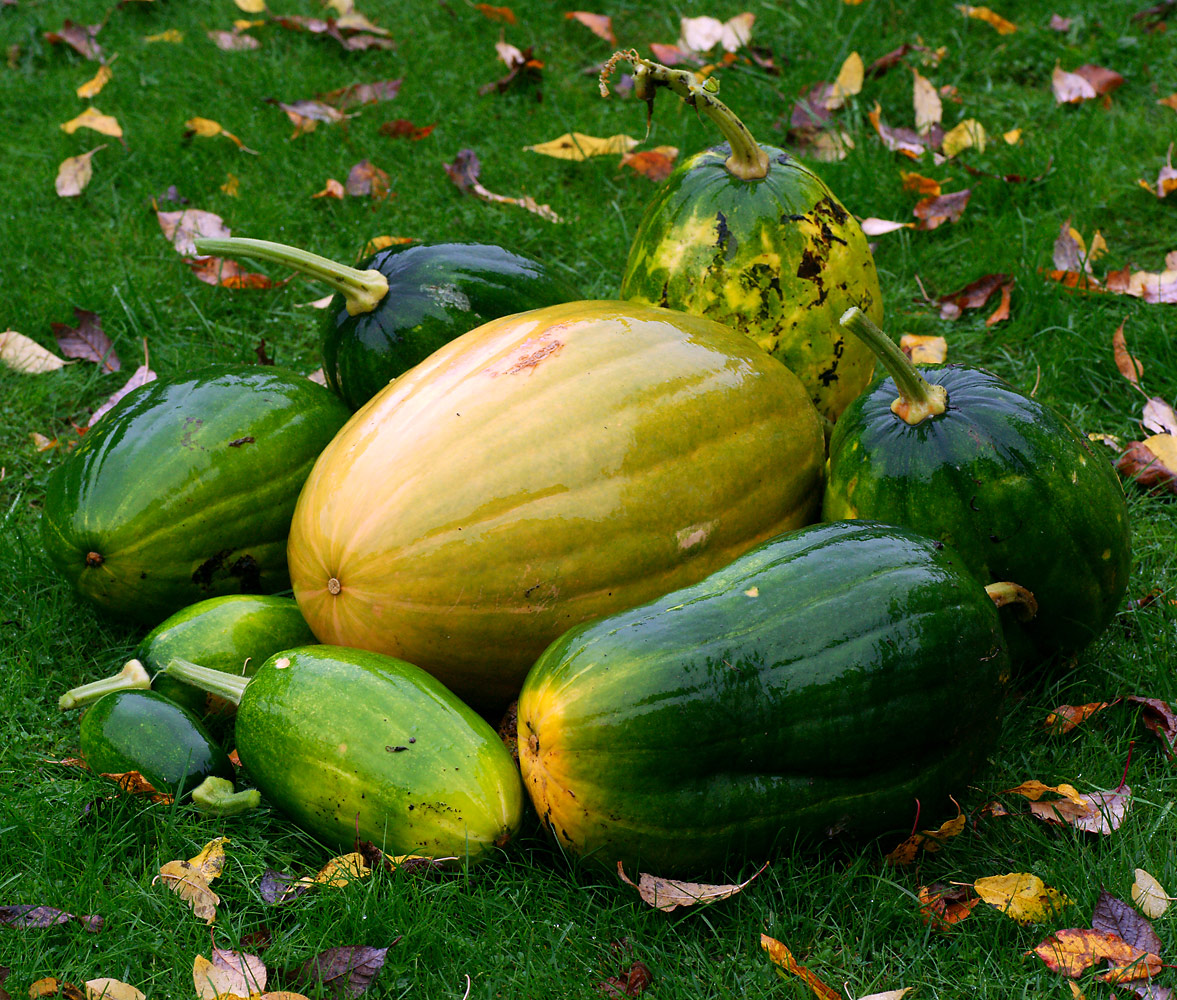 Image of Cucurbita pepo specimen.