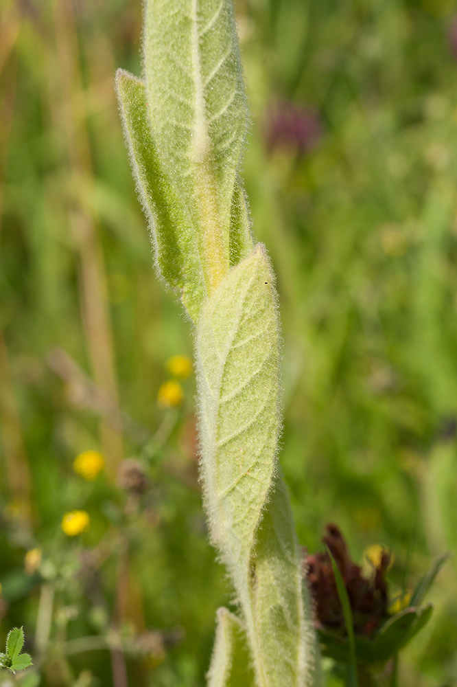 Image of Verbascum thapsus specimen.