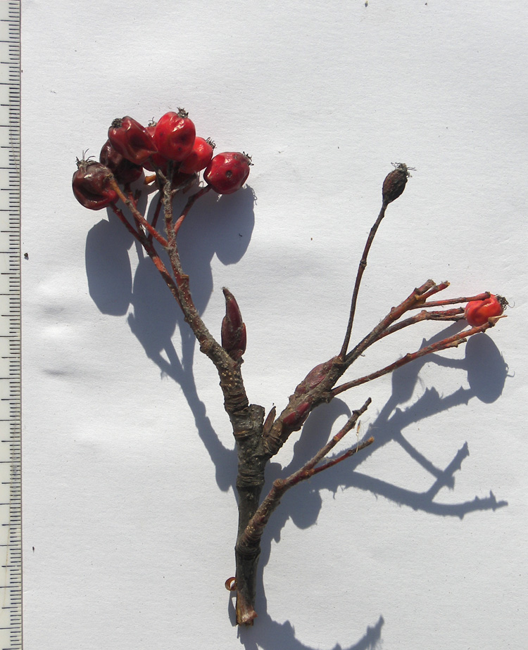 Image of Sorbus caucasica specimen.