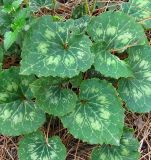 Смотреть изображение Cyclamen persicum