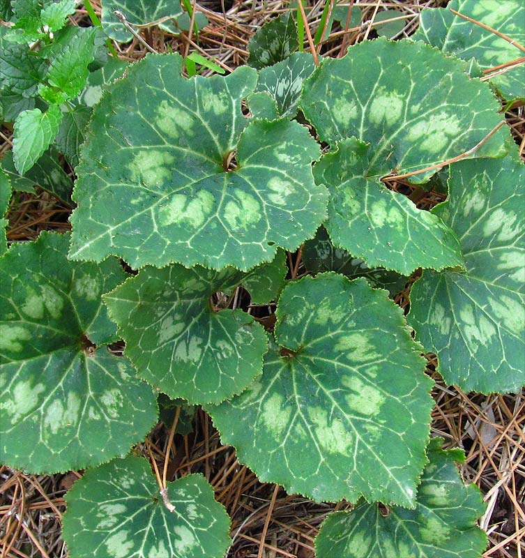 Image of Cyclamen persicum specimen.