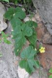Cucumis prophetarum. Верхушка побега с цветком. Сокотра, плато Хомхи. 29.12.2013.