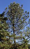 Pinus cembra. Верхняя часть кроны. Германия, г. Essen, Grugapark. 29.09.2013.