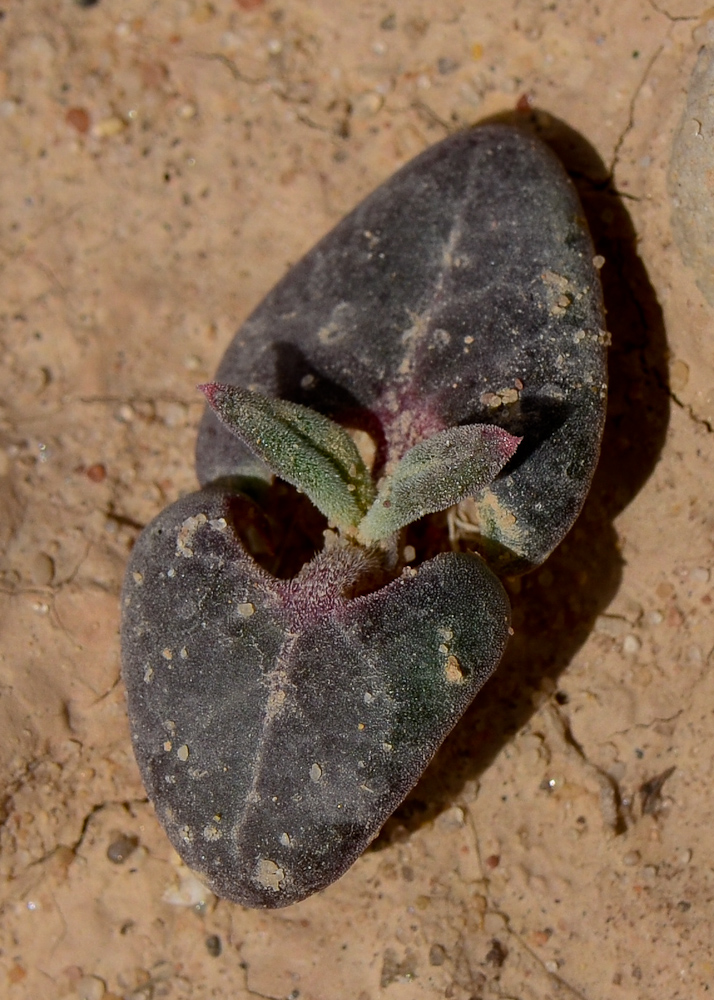 Изображение особи Blepharis attenuata.