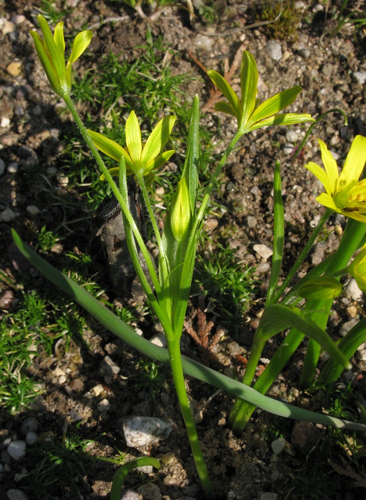 Image of Gagea liotardii specimen.