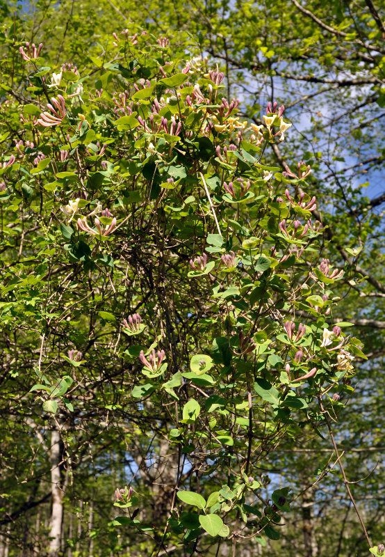 Изображение особи Lonicera caprifolium.