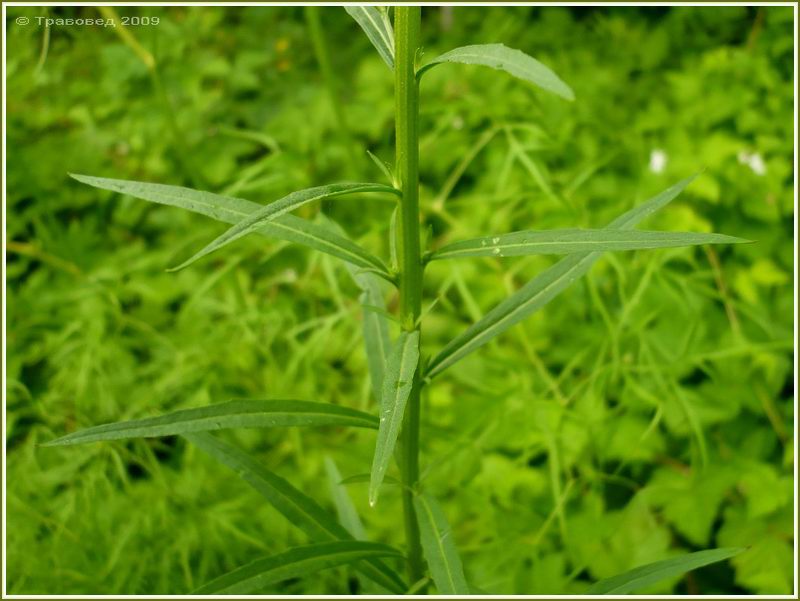 Image of Erysimum cheiranthoides specimen.