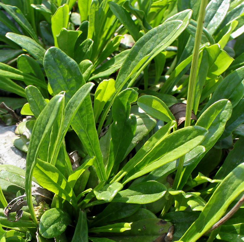 Image of Globularia nudicaulis specimen.