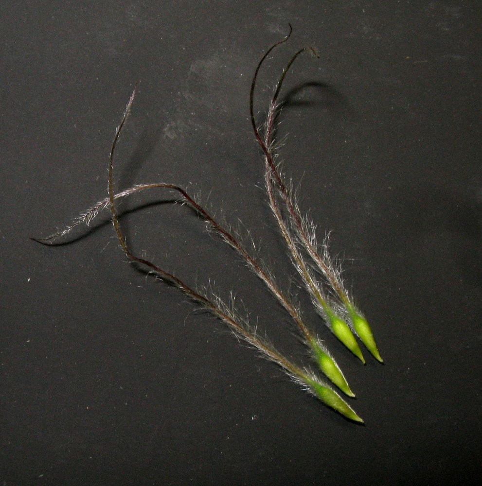 Image of Pulsatilla orientali-sibirica specimen.