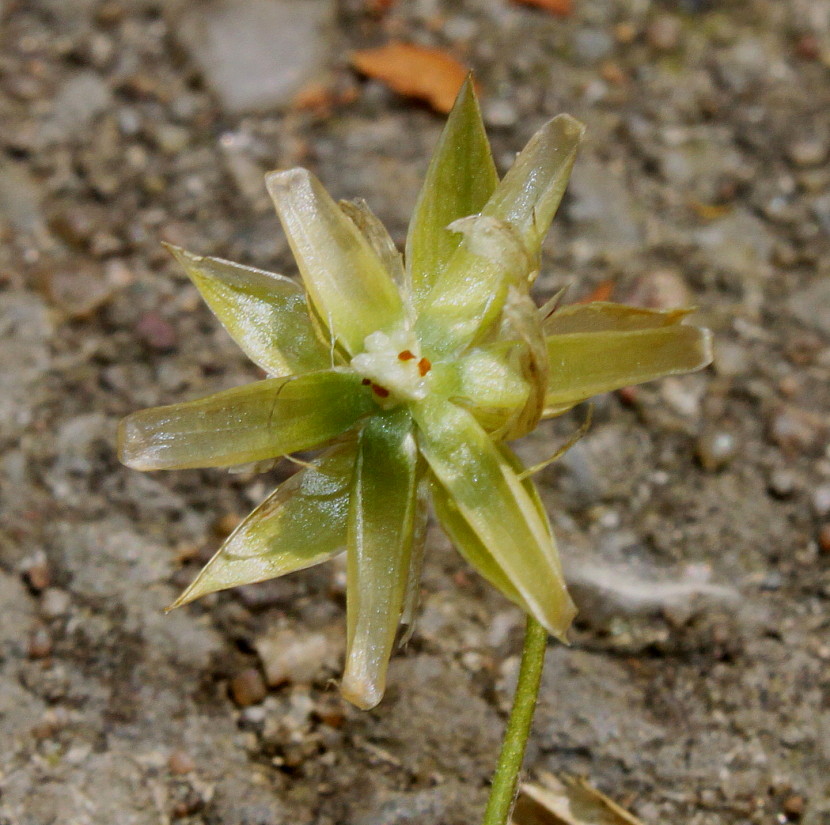 Image of Stellaria holostea specimen.