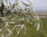 Elaeagnus angustifolia. Верхушка ветви с незрелыми плодами. Краснодарский край, м/о Анапа, окр. ст. Благовещенская, Витязевский лиман, степь на берегу лимана. 07.06.2014.