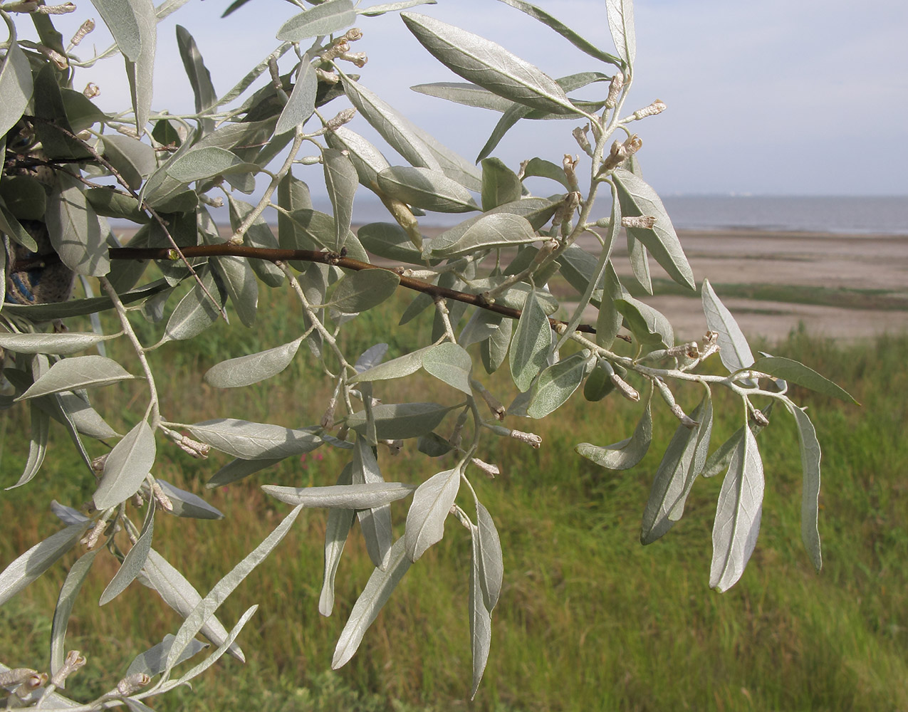 Image of Elaeagnus angustifolia specimen.