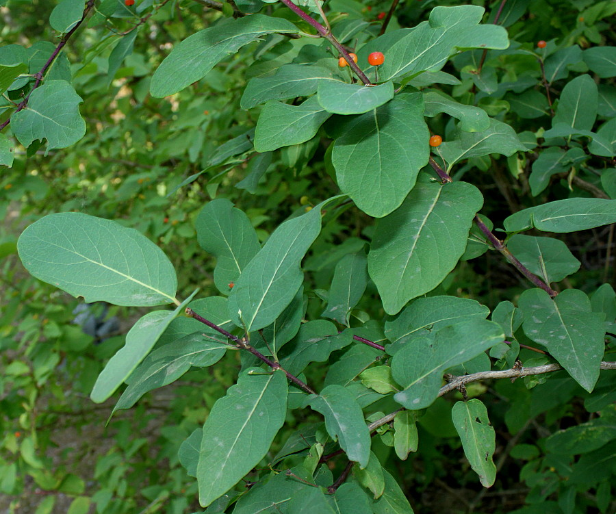 Image of genus Lonicera specimen.