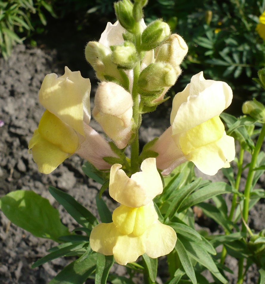 Изображение особи Antirrhinum majus.